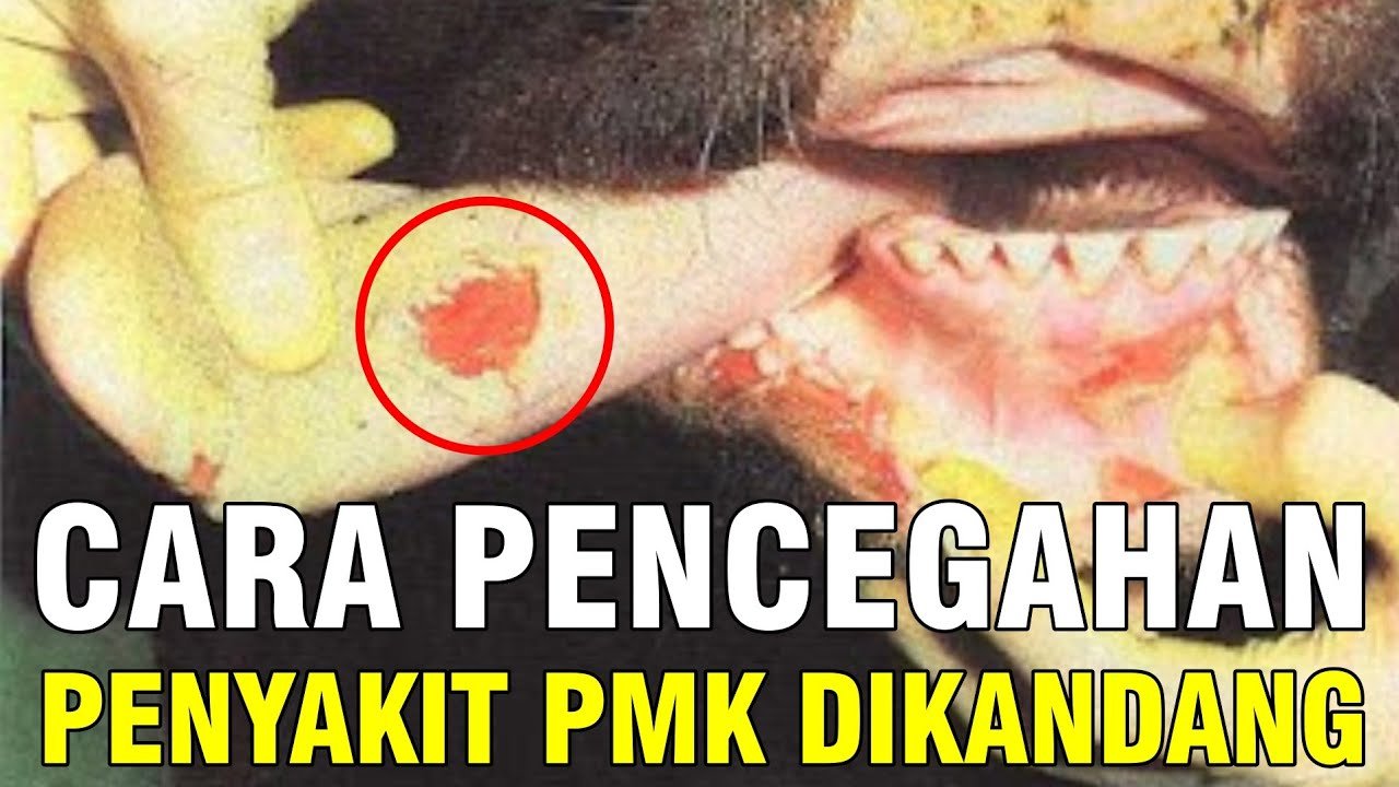 
                                 Pencegahan-Wabah-PMK-Sapi-Penyakit-Mulut-Kuku
